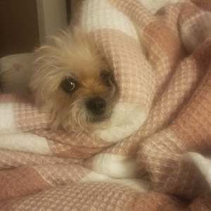 Meet your Posher, Carol